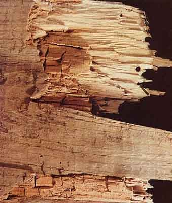 Wet Rot Cuboidal Cracking